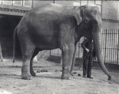 Indiase Olifant, Assam Lukhi, met verzorger in de London Zoo, april 1914 door Frederick William Bond